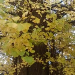 大銀杏の黄葉をよく見るとまだ緑の残っているものから黄色まで多彩でした。　　・大銀杏黄葉の色の多彩さよ（和良）