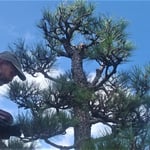 我が家の玄関の松の手入れを今年も馴染の庭師にしていただきました。・松手入庭師の朝の早さかな(和良)