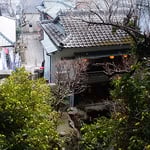 徳島市眉山町大滝山の滝のやき餅屋に黄花亜麻が咲いていました。　　　　・黄花亜麻咲き雛飾るやき餅屋（和良）