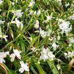 上勝町の月ヶ谷温泉では著莪の花が綺麗に咲いていました。　　・著莪の花斜面の崖を埋め尽くし(和良)