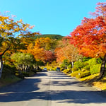 富士の裾野にある冨士霊園は広大な面積があり紅葉も綺麗でした。　　　　・紅葉の冨士霊園に墓参もし(和良)