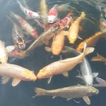 ホテルの池では隅に固まっていた鯉が朝の光を浴びて動き出しました。　・固まりてゐし寒鯉の動く朝（和良）