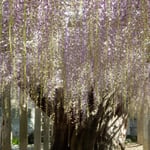 地福寺の樹齢200歳の藤の幹は節くれてごつごつしていました。　　・二百歳てふ藤の幹節くれて(和良)