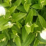 藍住町を散歩していますと半夏生草が咲き始めていました。　・畦道のいつもこの場所半夏生（和良）