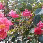 阿南市の椿自然園の温室で見た大きな椿です。　　　　　　　　　　　　　・熱帯の樹木のやうな大椿（和良）