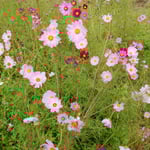 潮来にはひろびろとしたコスモス畑がありました。　　　　　　　　　　　・コスモスや潮来の畑のひろびろと(和良)