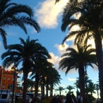 美浜アメリカンビレッジでは海岸へ椰子の並木がありました。　　　　　・椰子茂る道行き夏の夕日見る(和良)