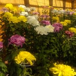 吉野川市の菊花展では咲き揃えられた立菊が並んでいました。　　　　・咲き揃へられたる菊の展示かな(和良)