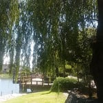 鴨島公園のある江川の岸辺に大きな夏柳が茂っていました。　　　　　　　・川縁に寄れば涼しき風の来る（和良）