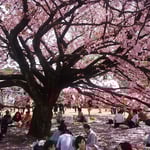 総理主催の「桜を見る会」の後も新宿御苑は花見客で一杯でした。　　　　　　　・招かるる桜吹雪のお花見に（和良）