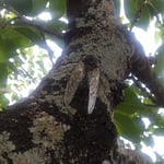 蝉時雨の中で老木に止まった蝉がじっと鳴くのを待っていました。・じっくりと鳴くを待ちゐる蝉もゐて(和良)　　