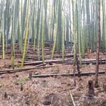 筍を掘る日はあいにくの雨となりました。小雨決行で頑張りました。　・雨の日の筍山はよく滑る(和良)