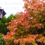 倉敷はその昔、天領であり、その歴史が刻み込まれていました。　　　　　・天領の地の紅葉の鮮やかさ(和良)