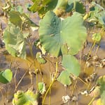 枯蓮田に立つ枯蓮は満身に矢を受けて立つ弁慶のようでした。　　・弁慶の立ち往生ふと破れ蓮（和良）