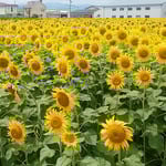 藍住町の向日葵田には展望台まで設けられていました。　　・展望の台も作られ向日葵田（和良）