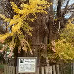 石井町の新宮本宮神社にある矢神の銀杏です。大方散っていました。　　　・銀杏散り果てて青空近づきぬ（和良）
