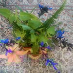 野に咲く鬼百合を生けてみましたと持ってきてくれました。　　　　　　　　　　　・鬼百合を小鉢に生けて持ちくれし（和良）