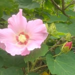 徳島市の文化の森の裏山には芙蓉の花が咲き残っていました。　　・残りゐてけふの一と日を咲く芙蓉(和良)