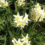 原田家屋敷の蜂須賀桜の下にはたくさんの水仙が咲いていました。　・群れ咲いて犇き合ひて水仙は(和良)