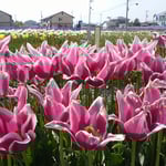 明るい日差しにチューリップが輝いて見えました。　　　　　　　　　　　　　　・太陽の明るさが好きチューリップ（和良）