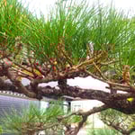 手入の終った我が家の松は葉の緑が濃くなったように見えました。　　　　・松手入済みて緑の鮮やかに(和良)