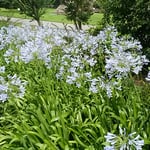 徳島市の史跡公園で見たアガパンサスです。　　　　　　　　　　　　　　・梅雨晴れのアガパンサスの青さかな（和良）