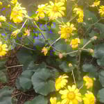 我が家の坪庭の石蕗の花は所狭しとばかり咲き満ちてきました。　・石蕗の花咲き満つ庭となりにけり(和良)