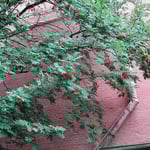 モスクワのクレムリン武器庫の入り口に咲いていた「ななかまど」です。 ・クレムリン赤き城塞ななかまど(和良)