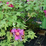 牡丹寺として有名な観音寺の牡丹もほとんど散っていました。　・ぼうたんの色褪せぬまま散り残る（和良）