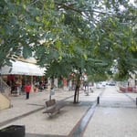 ファティマの町ではジャカランタの並木が実をつけていました。  ・ジャカランタ実をつけ秋の古都静か(和良）