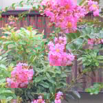 雨が降った後の我が家の百日紅は花弁に雨粒が光って美しかったです。・花弁の雨粒光る百日紅(和良)