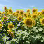 向日葵に昔、映画で見たウクライナの向日葵を思い出しました。　・平和なるウクライナにと向日葵に(和良)