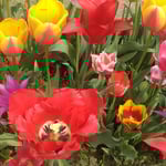 北島町のチューリップ園では60種5万本が咲いていました。　　・60種5万本てふチューリップ(和良)