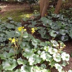 川越市の歴史が展示された川越市立博物館の内庭で見た石蕗の花です。　・内庭に石蕗の花咲く博物館(和良)