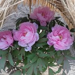 東京は寒波が緩み暖かな日差しが寒牡丹に注いでいました。　　　　　　　・恋知らぬ乙女のような寒牡丹（和良）