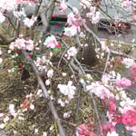 河野メリクロンの白い桜は牡丹桜で枝垂れ咲いていました。　　　　　・枝垂れ咲く牡丹桜でありにけり(和良)