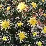 菊花展が始まったばかりの二分咲きの菊にも豊かな香りがありました。　　・二分咲きの菊にも確かなる香り（和良）