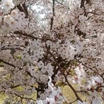 とくしま植物園の市民の森の桜は散り始めていました。　　　　　　　　　・急かされてゐるがごとくに桜散る（和良）