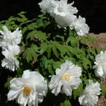 阿波市土成町の神宮寺の白牡丹です。朝の日差に輝いていました。　・白てふは高貴な色よ白牡丹(和良)