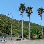 南阿波サンラインの第4展望台には椰子が高々と聳えていました。　　・薫風に椰子高々とありにけり(和良)　