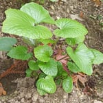 月ヶ谷温泉の葉山葵は艶々光った緑が印象に残りました。　　・葉山葵の緑輝く冬日向（和良）