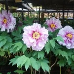 110種類の牡丹がありましたが雨の後はどれも綺麗に見えました。　　　　　・雨後の牡丹の色でありにけり（和良）