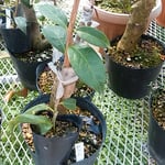 阿南市の椿自然園の温室では取木されている椿もありました。　　　　　　・取木さる椿に注がるる眼（和良）