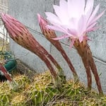 開いたばかりの仙人掌の花は朝日にまばゆく輝いていました。　・朝の日に仙人掌の花輝いて（和良）