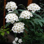 中庭の小手鞠の花は黒い塀を背景に白が際立って見えました。　　　　　　・黒塀に小手鞠の色極まりぬ（和良）