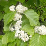 北島町のカフェテラスでは水木が白い花をつけていました。　　・水木咲き明るき今日のカフェテラス(和良)