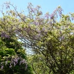 ロープウエイをこううん駅で降りると藤の花が咲いていました。　・ロープウエイ降りればそこに藤の花(和良)