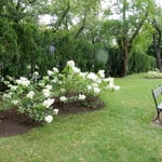 ワルシャワの中央部にあるワジェンキ公園は緑豊かな公園でした。　　　　・ショパン像ありし公園四葩咲く（和良）