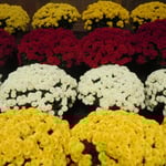 展示された菊に日が差すと一層輝いて見えました。　　　　　　　　　　　　　　　　　　　　・日の差せば菊に彩り蘇る（和良）