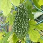 藍住町の自宅の近くでフェンスに実るゴーヤを見つけました。　　　　・丸々とフェンスのゴーヤ実る朝(和良)